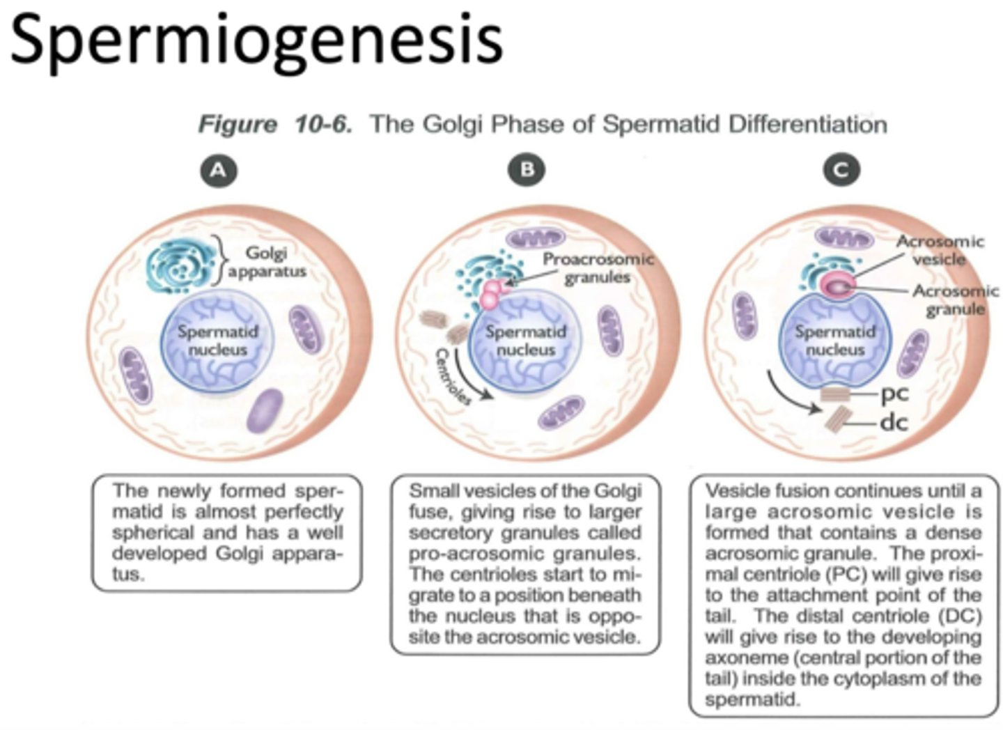 <p>second stage of spermatogenesis (golgi phase, cap phase, acrosomal phase, maturation phase)</p><p>spermatid >> spermatozoon</p>