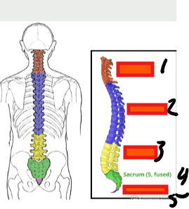 <p>sacrum</p>