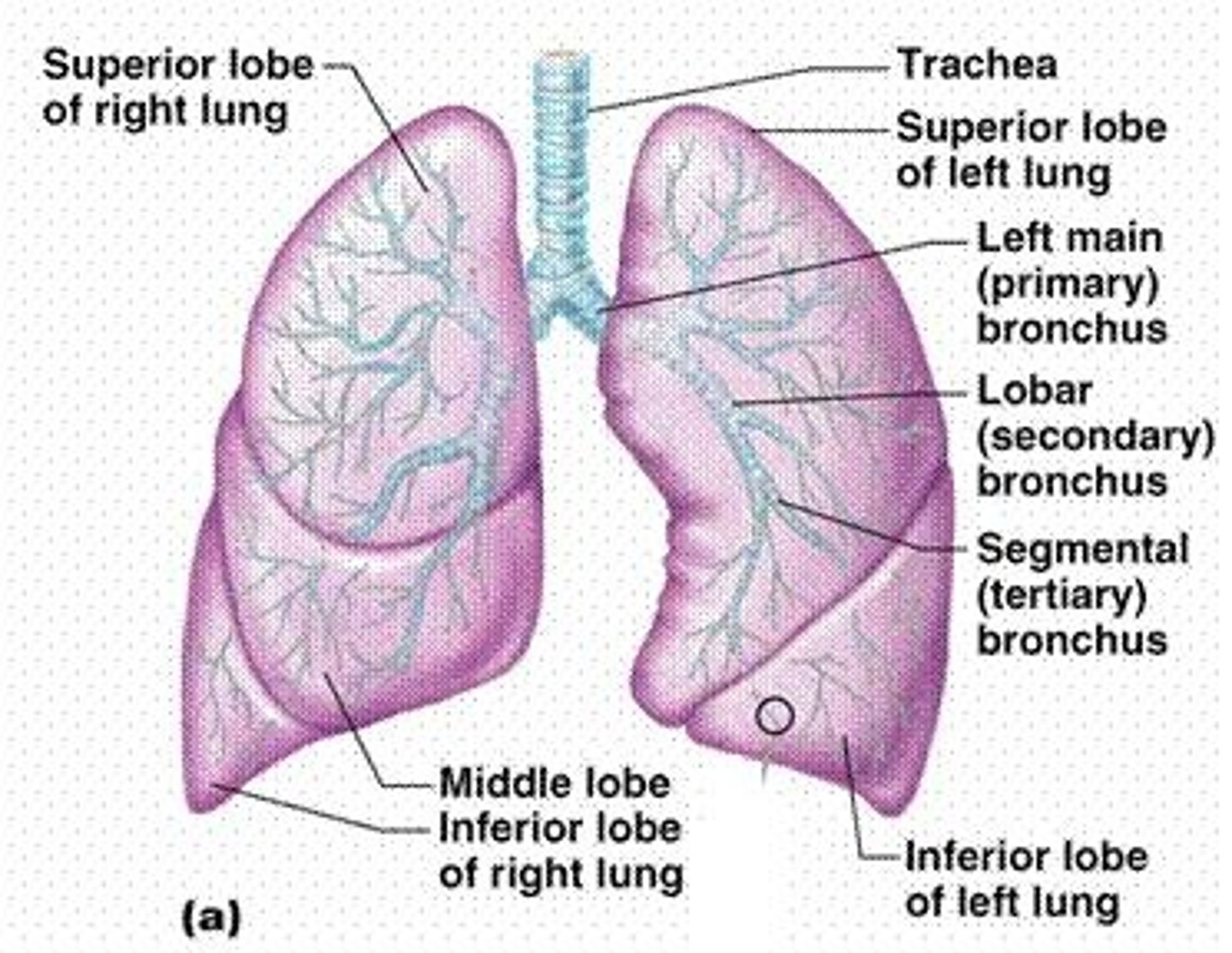 <p>Trachea, carina, main bronchi, secondary or lobar bronchi, segmental (terminal) bronchi, bronchioles, and alveoli.</p>