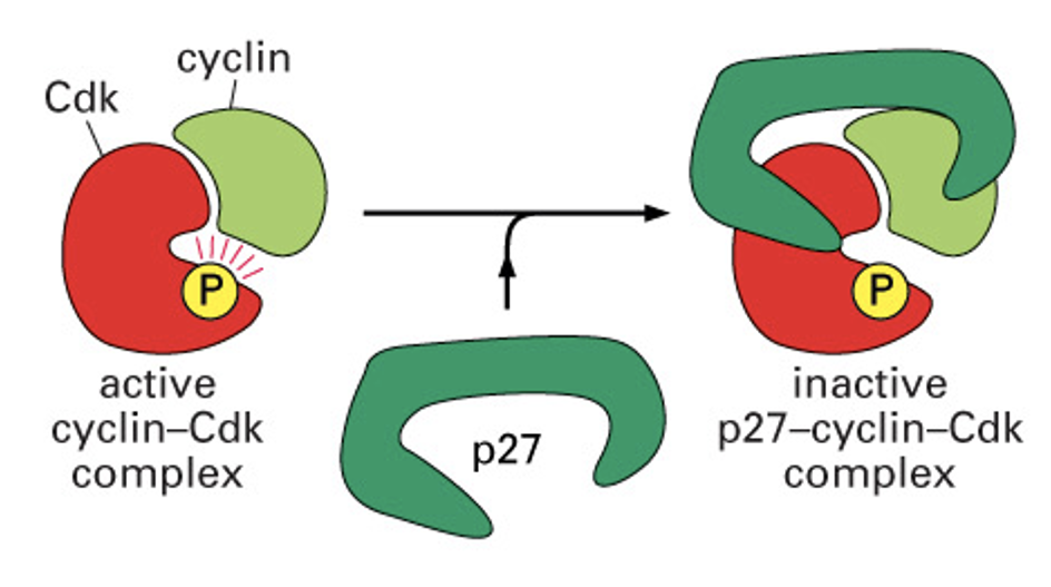 <p>These proteins interact with cdk molecules and inhibit their activity</p><ul><li><p>Ex. p21, p27, p16 (CDKN1A, 1B…)</p></li><li><p>Currently there are 16 known inhibitors</p></li><li><p>Each cdk has its own group of <strong>inhibitory proteins</strong></p></li></ul><p></p>