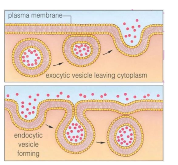 <p>a vesicle buds off of the cell membrane and brings materials into the cell</p>