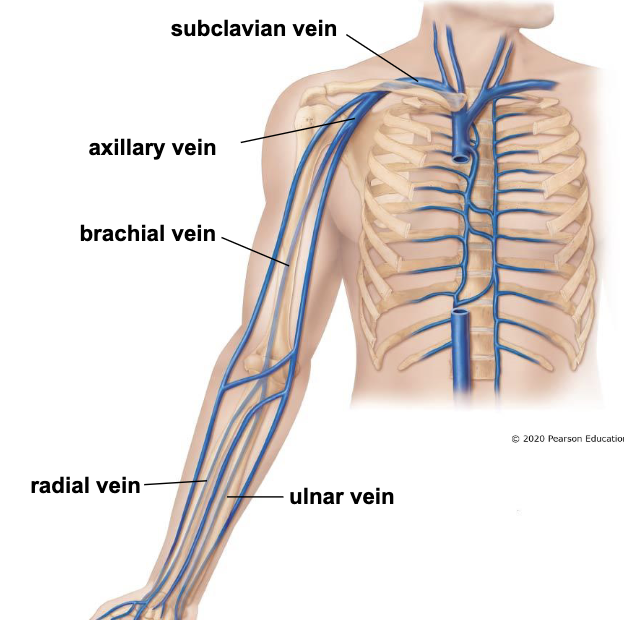 <p>*run with arteries with the same name</p><ul><li><p><u>radial & ulnar veins</u></p><ul><li><p>drain blood from hand and forearm</p></li><li><p>join near the elbow as the brachial vein</p></li></ul></li><li><p><u>brachial vein</u></p><ul><li><p>drains blood from arm</p></li><li><p>becomes axillary vein in the axilla</p></li></ul></li><li><p><u>axillary vein</u></p><ul><li><p>receives blood from shoulder, lateral thoracic wall, and upper extremity</p></li><li><p>becomes subclavian vein under clavicle</p></li></ul></li><li><p><u>subclavian vein</u></p></li><li><p>joins with <u>internal jugular vein</u> to become the <u>brachiocephalic vein</u></p></li></ul><p></p>
