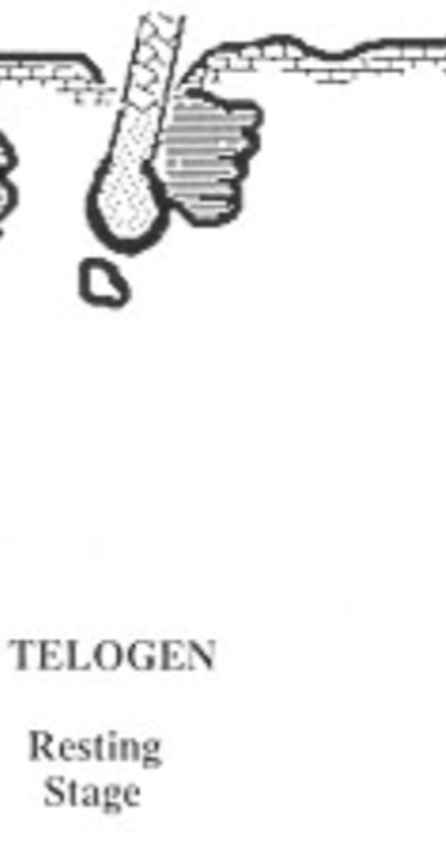 <p>(10-18% of the hair follicles)- the follicle is mature, dormant or resting stage.</p>