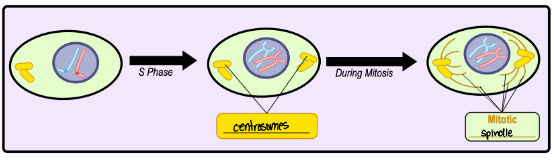 <ul><li><p><strong>Centrosomes</strong> - a cytoplasmic protein that forms/organizes the mitotic spindle during mitosis </p></li><li><p><strong>Mitotic spindle </strong>- microtubule proteins of the cytoskeleton that coordinates division of chromosomes</p></li></ul><p></p>