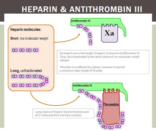 <ul><li><p><span>Administered parenterally (IV or Sub-Q)</span></p><ul><li><p><span>Does NOT have direct effect on blood clotting</span></p></li><li><p><span><strong><u>Increases AT's ability to neutralize serine proteases</u></strong></span></p></li></ul></li><li><p><span>Extracted from porcine intestinal mucosa or bovine lung</span></p><ul><li><p><span>UFH--MW between 5,000 and 30,000 Da</span></p></li><li><p><span>LMWH--MW between 4500-5000 Da</span></p><ul><li><p><span>Prepared by enzymatic/chemical depolymerization of UFH</span></p></li></ul></li></ul></li></ul><p></p>