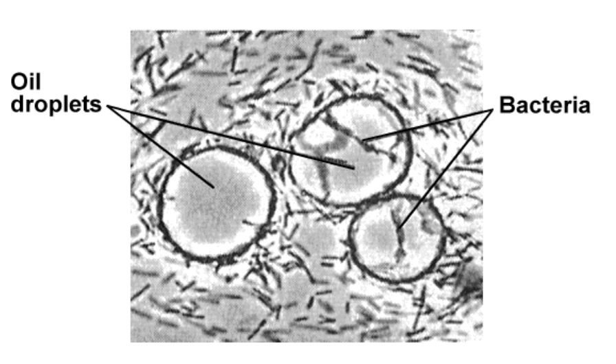 <ul><li><p>A variety of naturally occurring bacteria, fungi and green algae are able to oxidize hydrocarbons </p></li><li><p>Hydrocarbon-oxidizing bacteria develop on oil films and slicks </p></li><li><p>Hydrocarbon-oxidizing bacteria associate with oil droplets and concentrate at the oil water interface </p></li><li><p><strong>The bacteria oxidize the oil to CO2</strong></p></li><li><p>Studies of oil spills indicate that the bacteria increase in number 103 -106 times shortly after the spill </p></li><li><p>Under ideal conditions the microbes can oxidize ~80% of the nonvolatile components within 1 year </p></li><li><p>These microbes are good enough at their job that antimicrobial agents need to be added to gas storage tanks to prevent degradation of the fuel at oil-water interfaces</p></li></ul><p></p>
