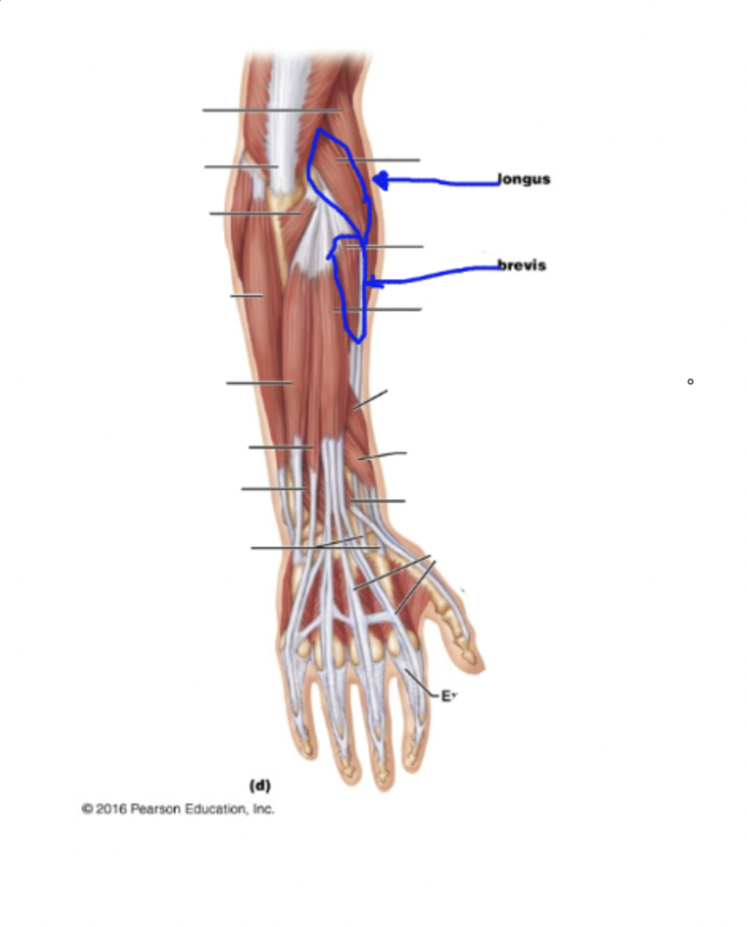 knowt flashcard image