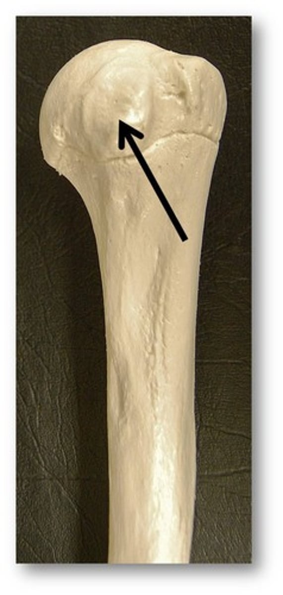 <p>Name the structure of the humerus</p>