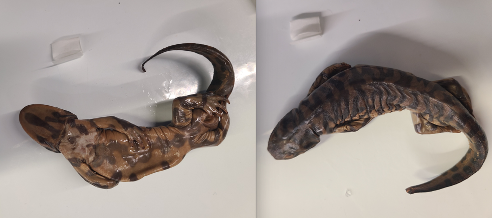 <p>Order and Family of Ambystoma tigrinum</p>