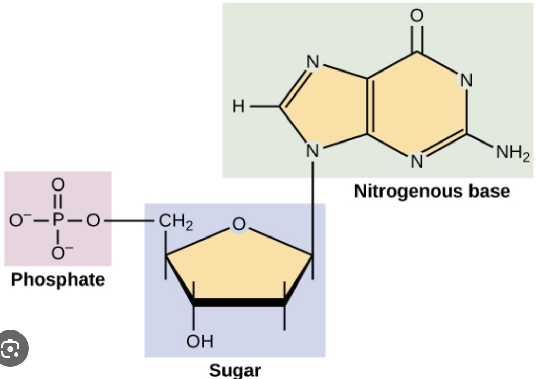 <p>NUCLEOTIDES </p><p>many nucleotides bonded by phosphodiester bonds produces polynucleotides (polymer)</p><p>examples - DNA and RNA nucleotides</p>