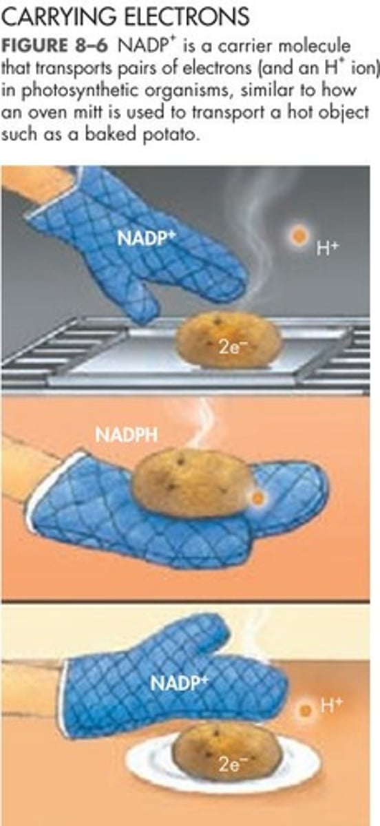 <p>(Nicotinamide adenine dinucleotide phosphate) carrier molecules that accept and hold 2 high-energy electrons along with hydrogen ions</p>