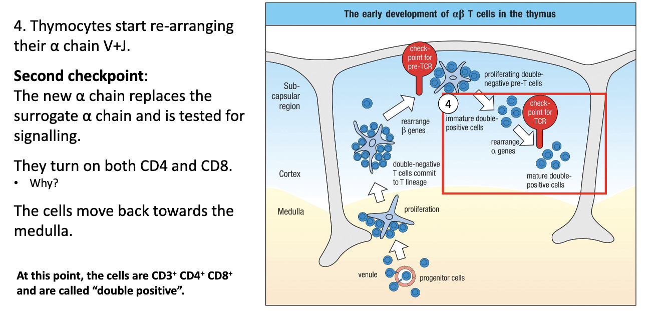 <ul><li><p><strong>Alpha chain rearrangement:</strong> V + J segments (no D).</p></li><li><p><strong>Surrogate alpha chain</strong> is replaced by <strong>functional alpha chain</strong> on the surface.</p></li><li><p><strong>Functional alpha-beta TCR signals</strong> → cell survives.</p></li><li><p><strong>CD4 and CD8 are turned on</strong> → cell becomes <strong>Double Positive (DP)</strong>.</p></li><li><p><strong>Reason for DP expression:</strong> needed to test the alpha-beta TCR with <strong>MHC I and II</strong> during positive selection.</p></li><li><p><strong>Location:</strong> cells move <strong>up to cortex</strong>, then start moving <strong>back down toward medulla</strong>.</p></li></ul><p></p>