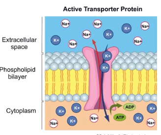 <p>Active Transport</p>