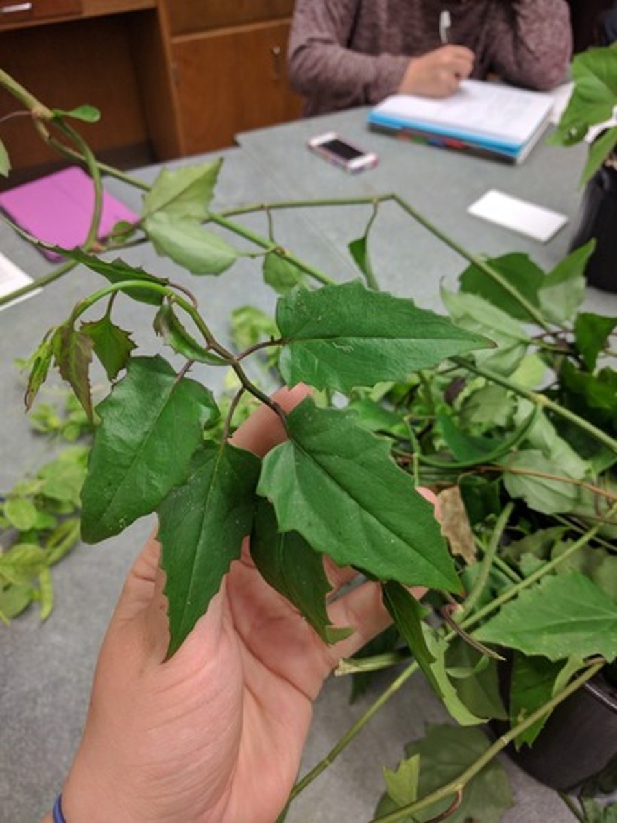 <p>Pseudogynoxys chenopodioides</p>