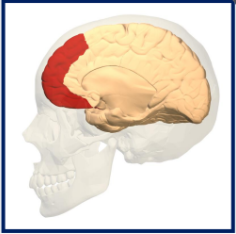 <p>Rostral to Primary Motor Cortex</p>