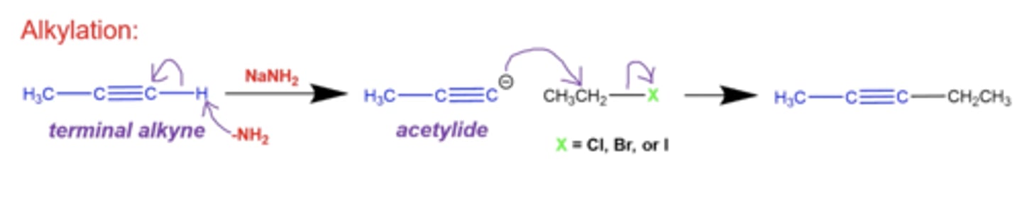 <p>-NH2 will kick off a H from the terminal side and form a spot to add an R group</p><p>-the R group you can add must be an alkyl halide, where the halide will leave once the R group is inserted into that spot</p>