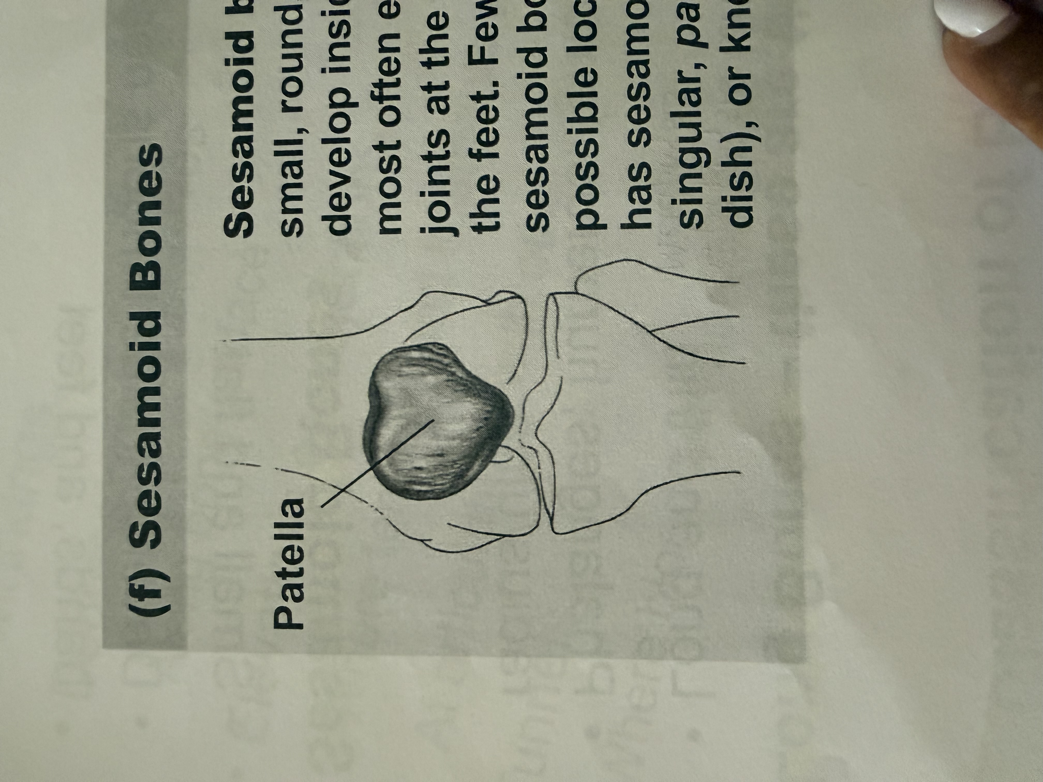 <p>sesamoid bones</p>