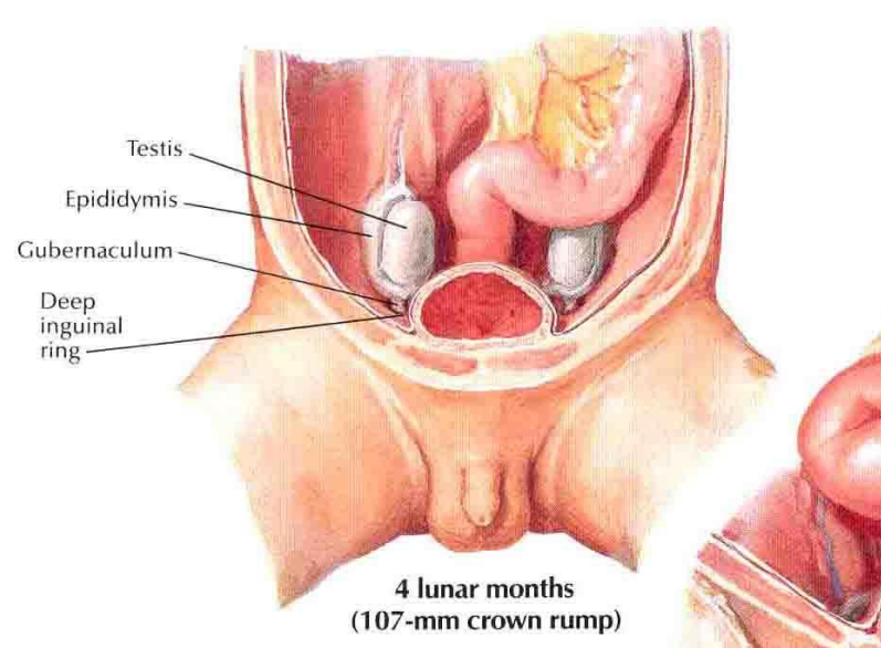 <p>4 lunar months (107 mm crown-rump)</p><p>Testes approach the deep inguinal ring.</p><p>Epididymis more distinct.</p><p>Gubernaculum continues to shorten, pulling testes downward.</p><p>Testes preparing to enter the inguinal canal.</p>