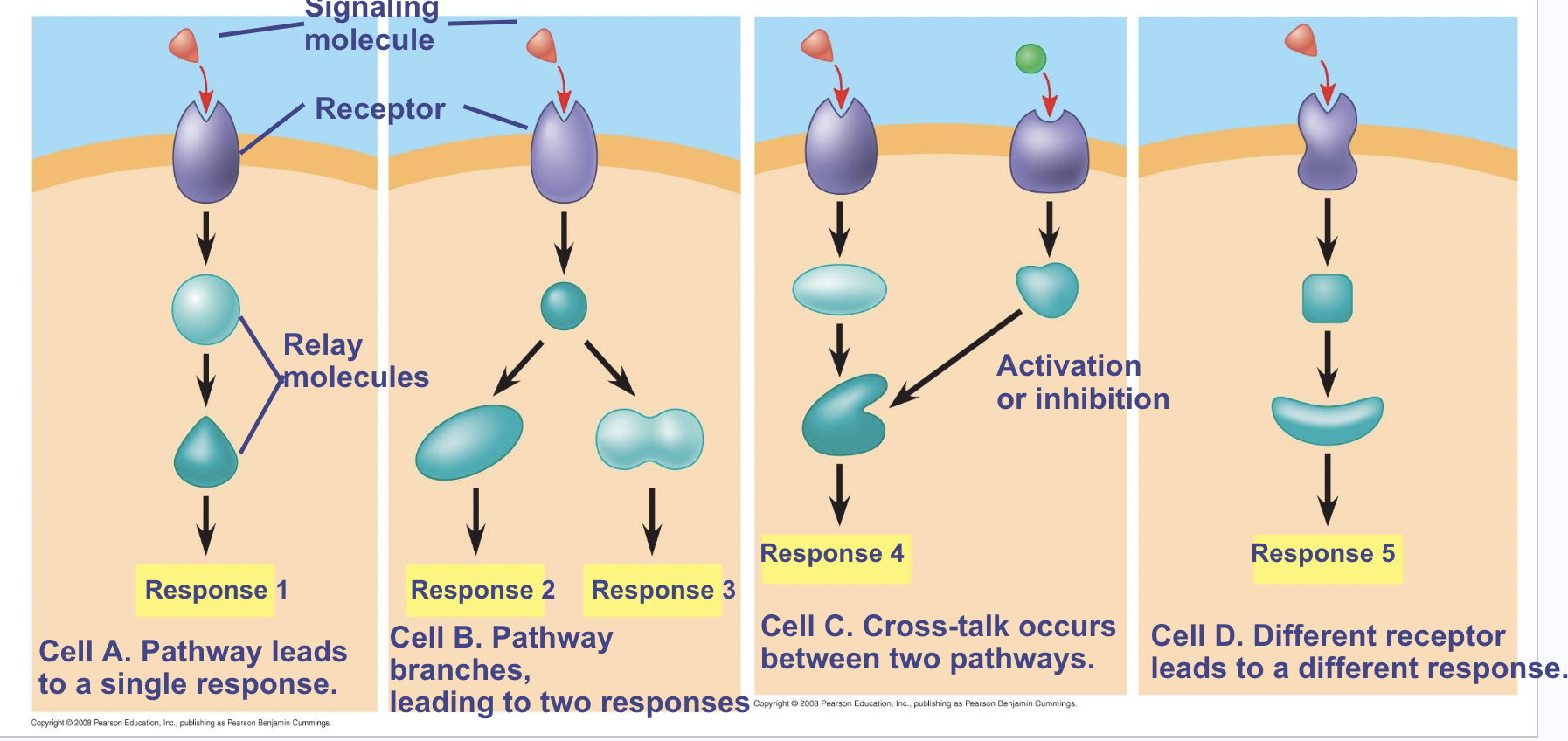 <ul><li><p><span style="background-color: transparent; font-family: "Proxima Nova", sans-serif;"><span>The same signal molecule can trigger different responses</span></span></p></li><li><p><span style="background-color: transparent; font-family: "Proxima Nova", sans-serif;"><span>Many response can come from one signal</span></span></p></li><li><p><span style="background-color: transparent; font-family: "Proxima Nova", sans-serif;"><span>The signal can also trigger an activator or inhibitor</span></span></p></li><li><p><span style="background-color: transparent; font-family: "Proxima Nova", sans-serif;"><span>The signal can also trigger multiple receptors and different responses</span></span></p></li></ul><p></p>