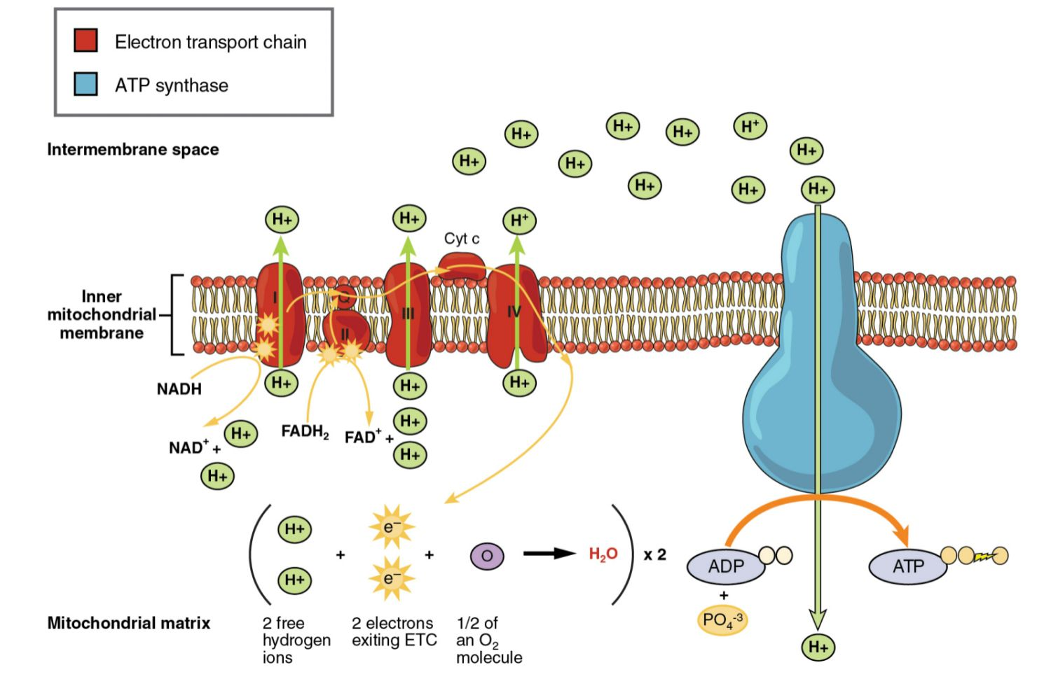 <p>Charged protons cannot pass through other mitochondrial membrane proteins, but they can pass through ATP synthase. As the protons pass through ATP synthase down the concentration gradient (facilitated diffusion), this movement generates energy to phorphorylate ADP and P<sub>i</sub> into ATP. </p><p>This yields about 30-34 ATP. </p>