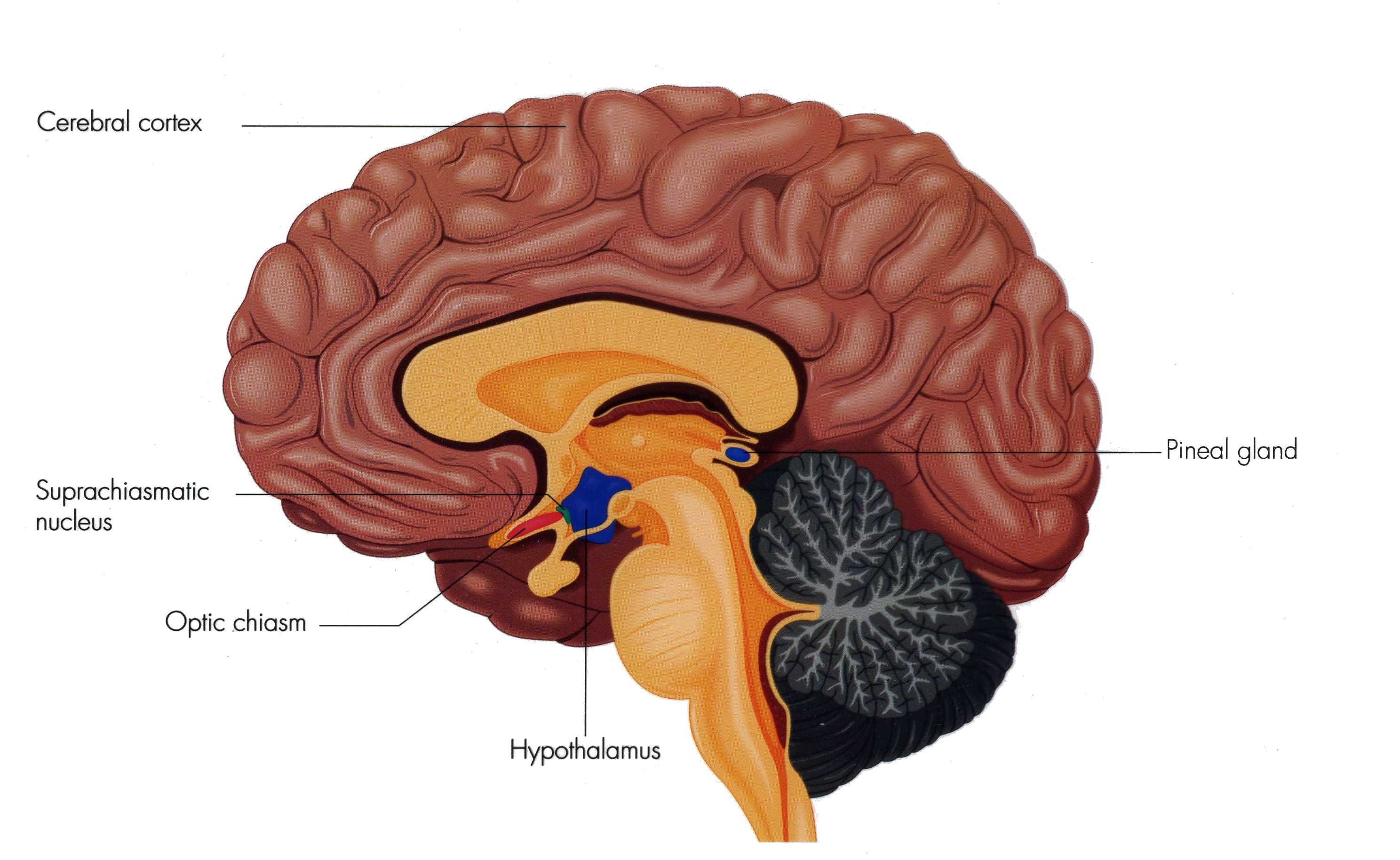 <ul><li><p>master circadian clock of the brain&nbsp;</p></li><li><p>located in the hypothalamus and just above the optic chiasm&nbsp;</p></li><li><p>light sensitive cells in retina send signals dircetly to SCN via retinohypothalamic tract to entrain body to day/nigh</p></li><li><p>acts as the body’s master pacemaker</p></li></ul><p></p>