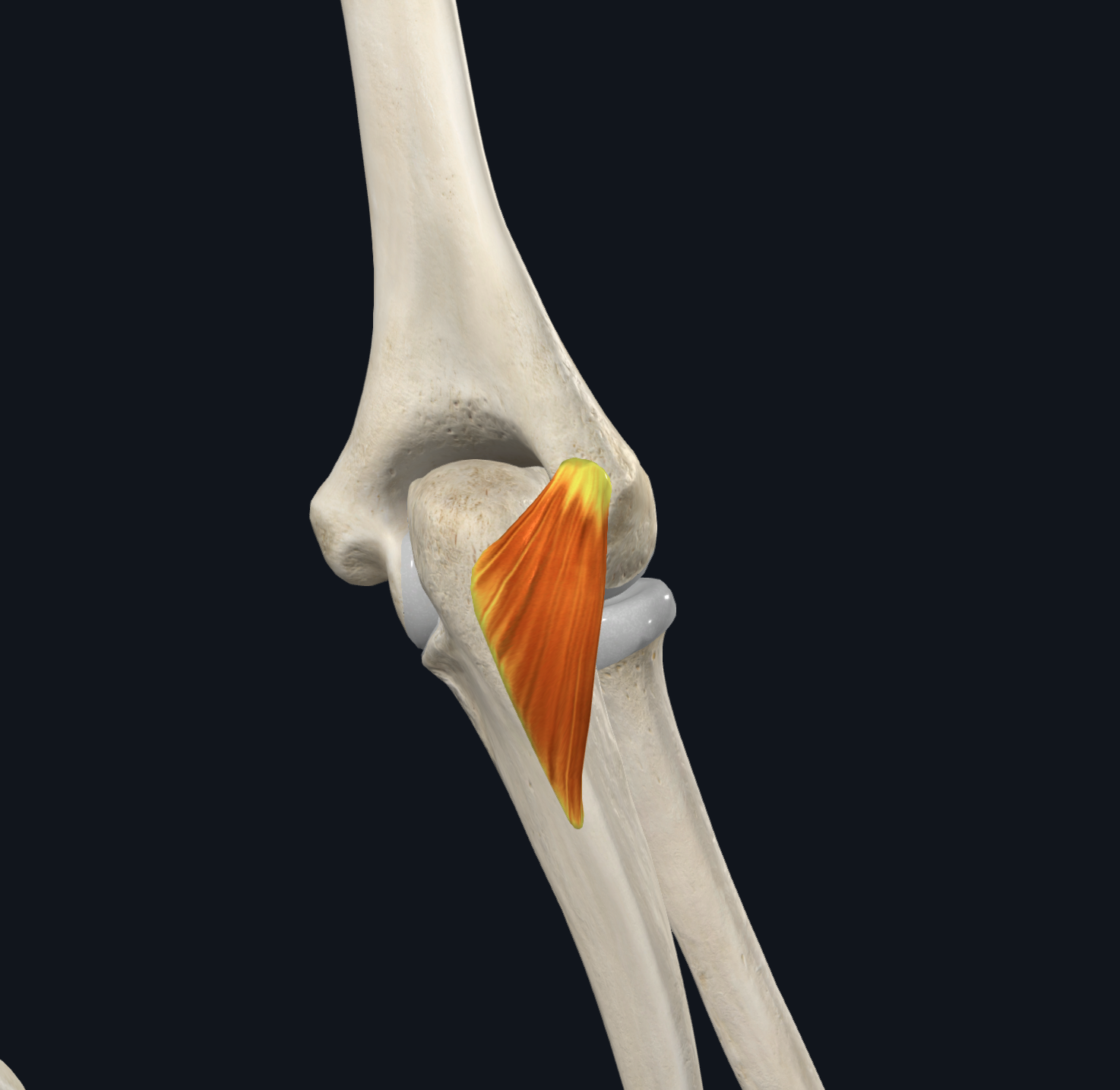 <p><span>olecranon and proximal posterior surface of the ulna</span></p>