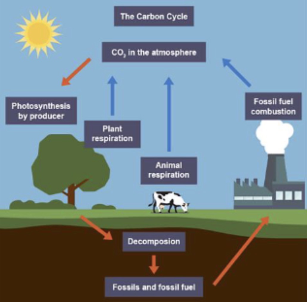 <p>The process by which carbon moves between the atmosphere, living organisms, and the Earth.</p>