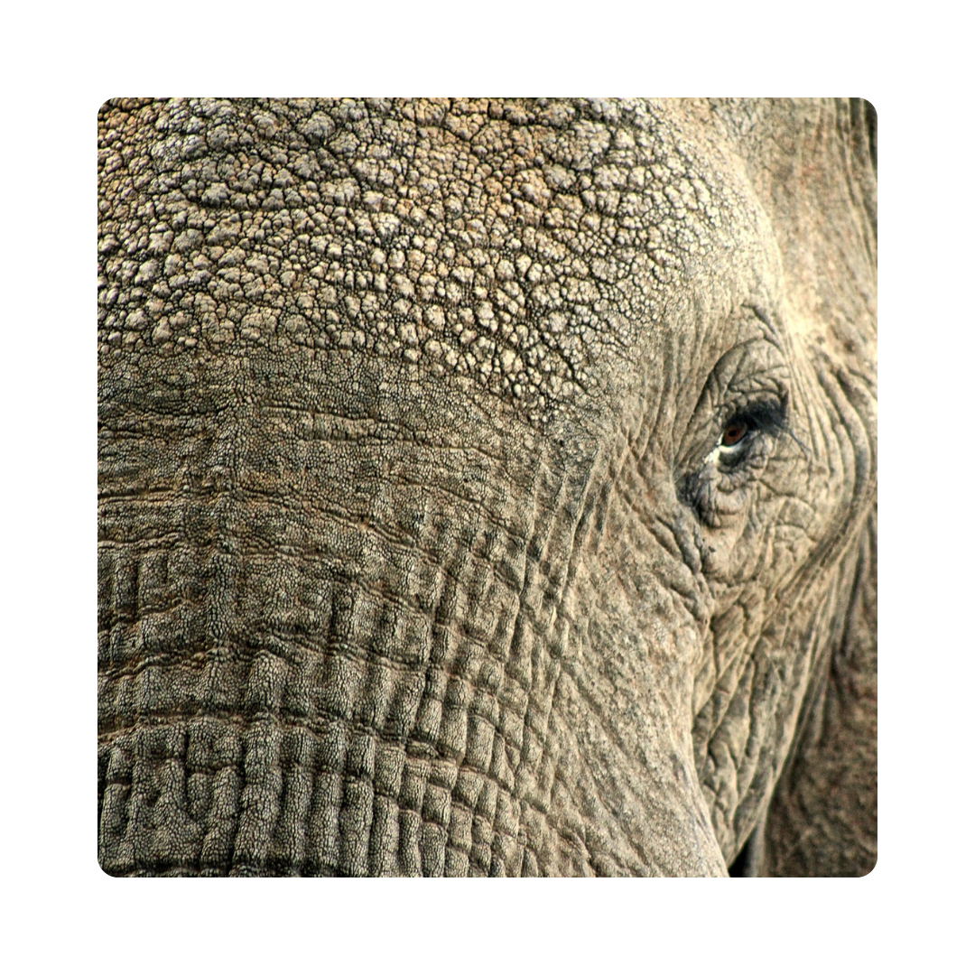 <p><span>A snake's </span><strong>skin</strong><span> is smooth, provides protection and helps it regulate temperature. </span></p>