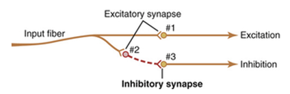 incoming signal to neuronal pool causes an excitatory signal in one direction and a simultaneous inhibitory signal in another direction
