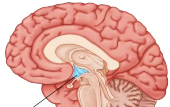 <ul><li><p>directs several maintenance activities (eating, drinking, body temp)</p></li></ul><ul><li><p>helps govern the endocrine system via the pituitary gland</p></li><li><p>linked to emotion and reward</p></li></ul><p></p>