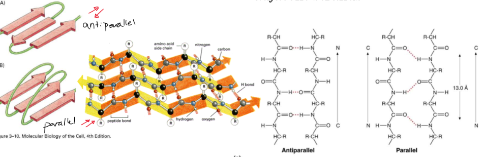 * forms when 2+ polypeptide side chains line up side by side
* each beta strand is fully extended and stabilized by H bonding between N-H and carbonyl groups
* Can be parallel or antiparallel
