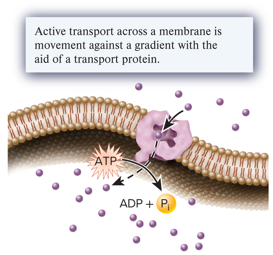 <p>active transport (1 of the three ways substances can move across the membrane)&nbsp;</p>