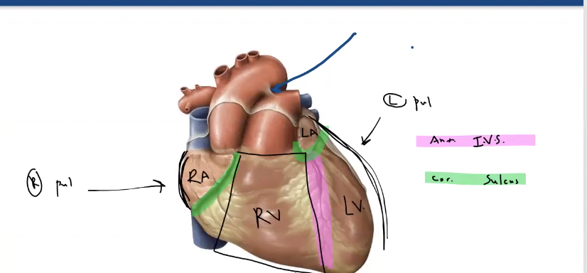 <p>coronary sulcus, interventricular sulcus (anterior and posterior), sulcus terminalis, coronary artery and branches, coronary sinus and cardiac veins (all but two smaller veins drain into coronary sinus)</p>