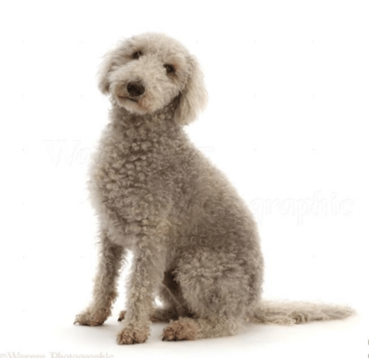 <p>Shar-Pei dogs, Abyssinian cats, and Siamese cats.</p>