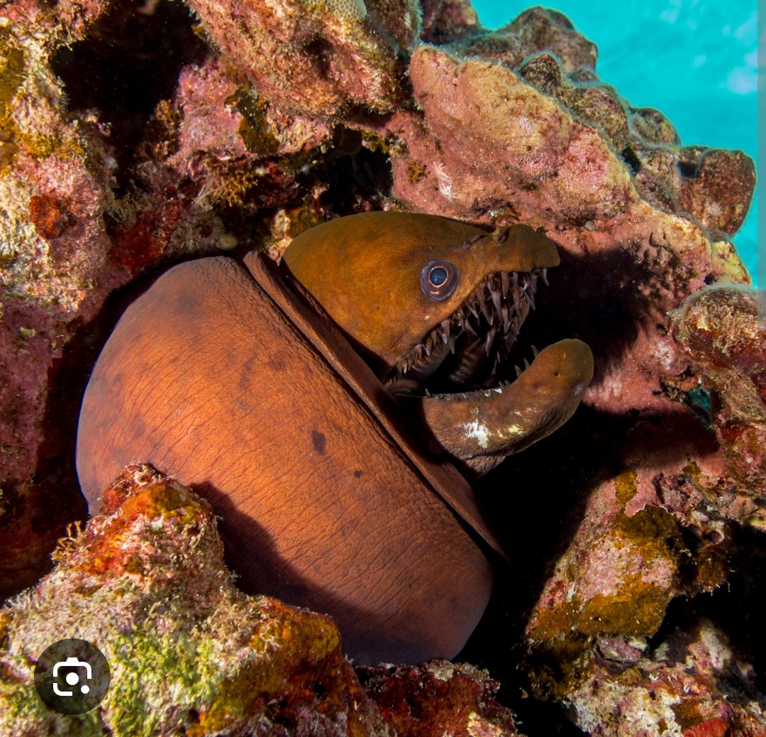 <p>Muraenidae family</p><p class="has-focus">carnivorous predator that eats fish and octopuses</p><p class="has-focus">long, fang-like teeth that are visible even when the mouth is closed, its slender, elongated body with a dark brownish-grey coloration and thin blackish lines, and its long, arched jaws that only touch at their tips</p>