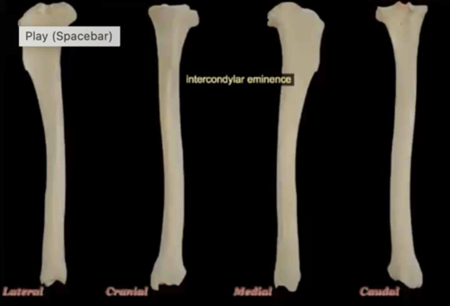 <p>irregular projection located between the two condyles proximally</p>