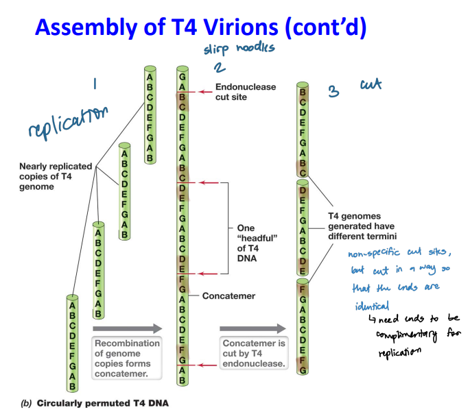 <ol><li><p><strong>T4 endonuclease</strong> cut the long genome after replication at no specific sequence</p><ol><li><p><strong>headful packaging</strong></p></li><li><p>The linear segment has a full T4 genome plus a little extra</p></li><li><p><strong>Circular permutation:</strong>  genomes with the same set of genes but  arranged in a different order</p></li></ol></li><li><p><strong>Baseplate and tube (tail) assembly</strong></p></li><li><p>Baseplate proteins are assembled</p></li><li><p>Tail pins added onto the baseplate</p></li><li><p>Helical tube is added onto the baseplate</p></li><li><p>Sheath proteins added around tube</p></li><li><p><strong>Capsid assembly</strong></p><ol><li><p>capsids form a prohead</p></li><li><p>one end of the concatemer is drawn into the prohead until the prohead is full and the concatemer is cut to fill the next prohead (sucking noodles)</p><ol><li><p>Genome is pumped into prohead by a ATP‐driven packaging motor</p></li></ol></li></ol></li><li><p>Tail fiber assembly</p><ol><li><p>Tail proteins assembled to form tail fibers</p></li><li><p>Tail fibers added to mature tail as last step before maturation</p></li></ol></li></ol>