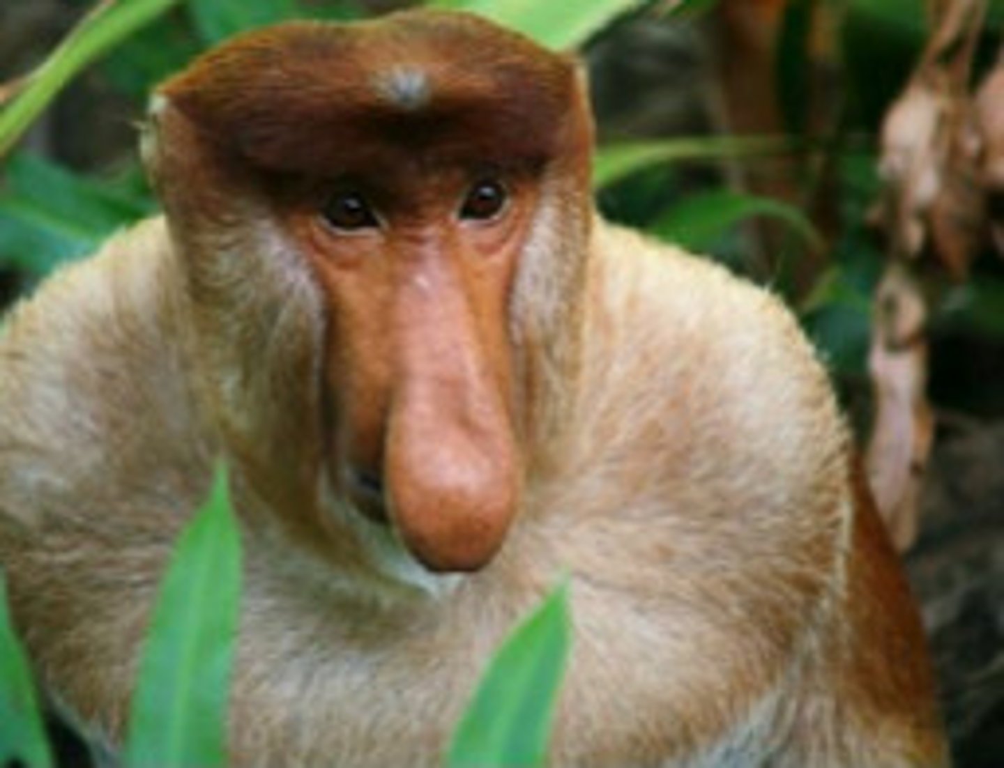<p>NHP in CITES Appendix I</p><p>(parvorder catarrhini)-Proboscis Monkey</p>