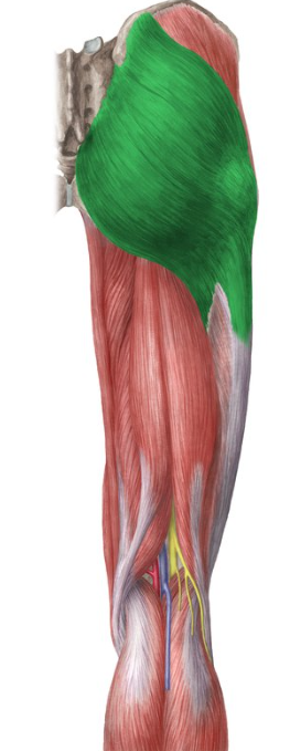 <p>origin(s): along crest of ilium, sacrum + coccyx</p><p>insertion(s): posterior aspect of greater trochanter of femur + iliotibial tract</p>