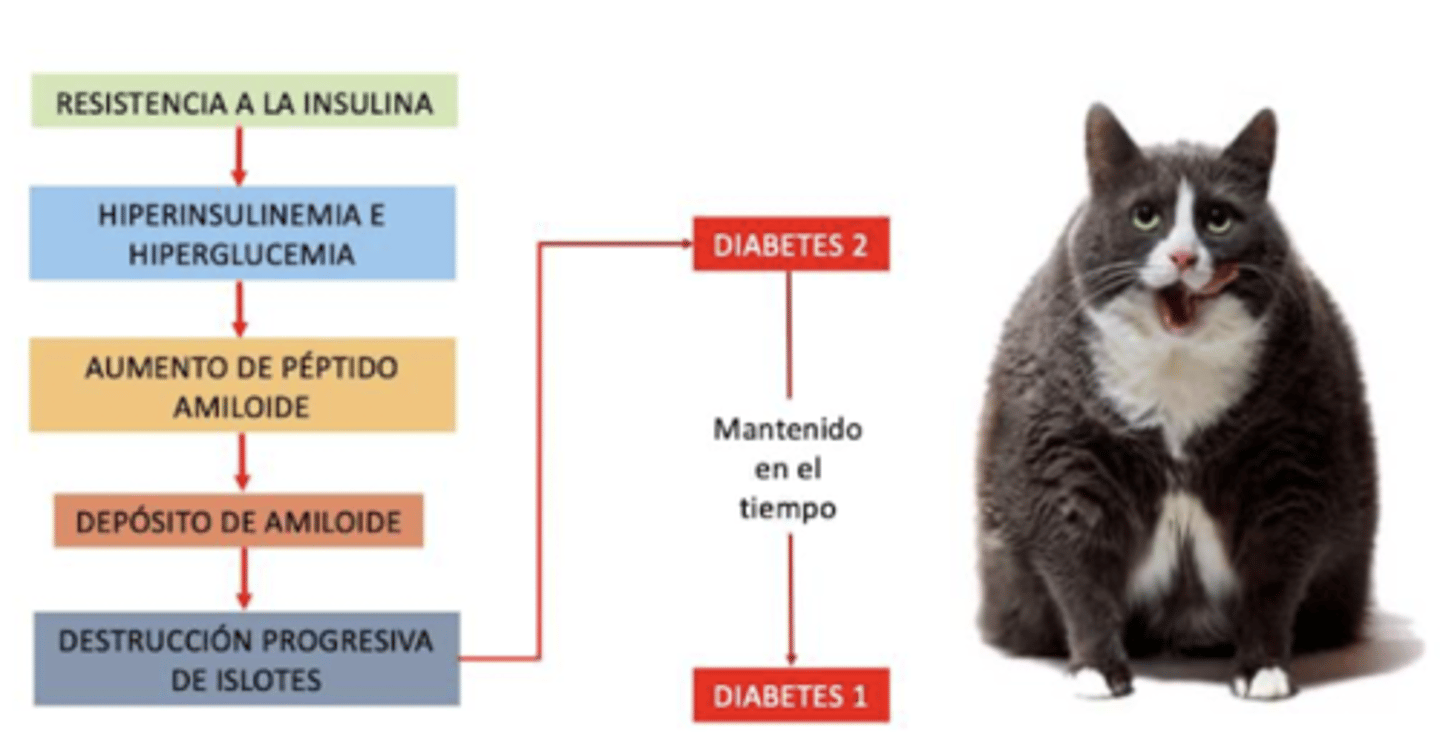<p>1. resistencia a la insulina: </p><p>las células del cuerpo se vuelven menos sensibles a la insulina, a menudo debido a la obesidad u otros factores metabólicos.</p><p>2. hiperinsulinemia e hiperglucemia:</p><p>el páncreas compensa la situación produciendo más insulina (hiperinsulinemia), pero la glucemia permanece alta (hiperglucemia).</p><p>3. aumento de la producción de péptidos de amiloide</p><p>además de la insulina, el páncreas también produce péptidos de amiloide, cuya sobreproducción puede resultar problemática.</p><p>4. depósito de amiloide:</p><p>los péptidos de amiloide se acumulan y se depositan como amiloide en los islotes pancreáticos (las zonas que producen insulina).</p><p>5. destrucción progresiva de los islotes:</p><p>estos depósitos de amiloide dañan las células beta de los islotes, reduciendo gradualmente la producción de insulina.</p>