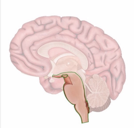 <ul><li><p>connects brain to spinal cord</p></li><li><p>regulates breathing, blood flow, heart rate, reflexes</p></li></ul><p></p>