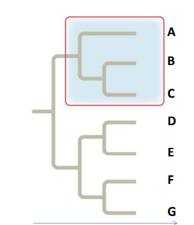 <p>a clade that consist of an ancestral species and all of its desendants </p>