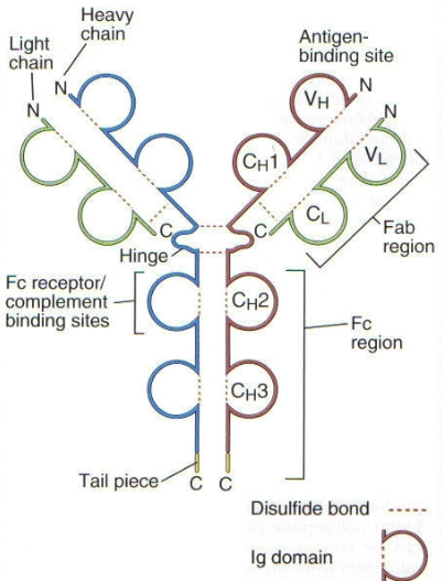 <p>most sequence differences in antibodies are confined to 3 short stretches in the variable (V) region of the heavy &amp; light chains. the chains are called complementary determining region (CDR) or hypervariable region. all CDRs or hypervariable regions contribute to epitope binding. contains paratopes</p>