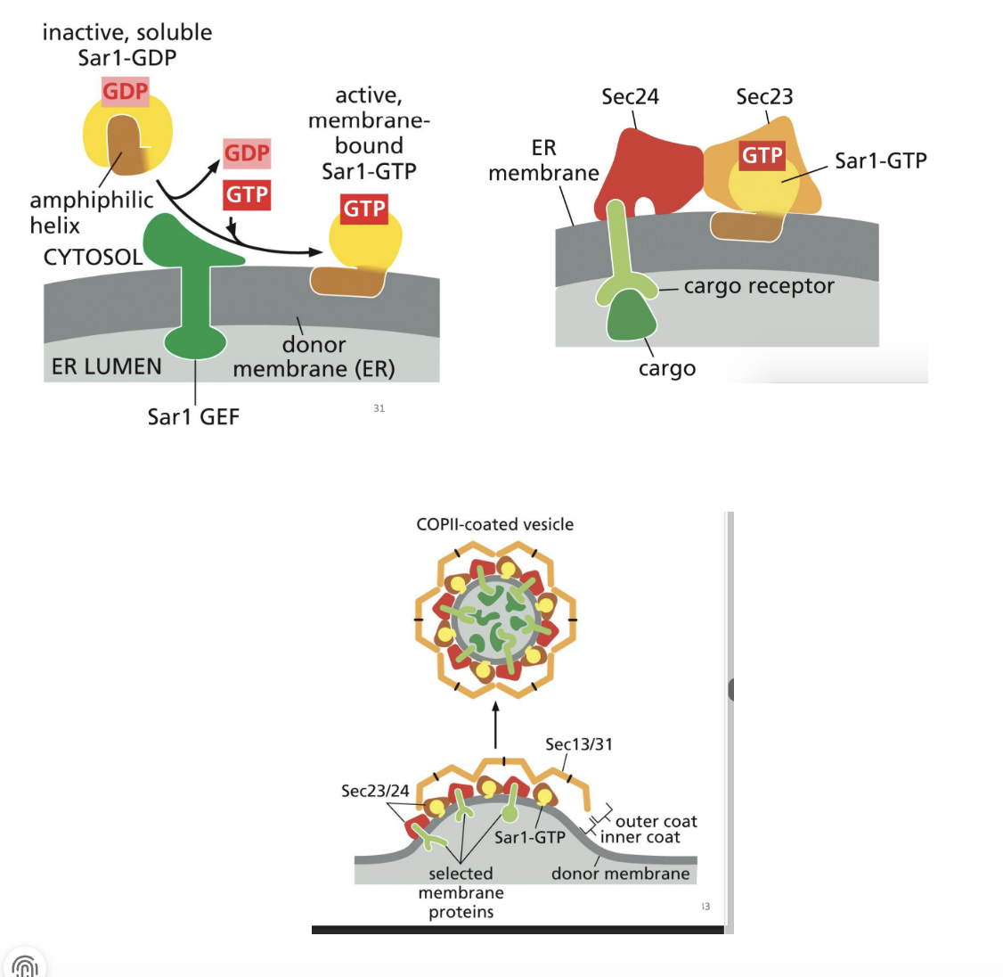 <p>1. An ER-membrane GEF recruits Sar1 to the ER and catalyzes the exchange of the bound GDP for GTP.</p><p></p><p>2. This GDP to GTP switch (inactive to active) causes a change in Sar1 protein structure and it extends through the membrane, causing it to bend.</p><p></p><p>3. Sar1-GTP recruits other proteins that also increase the bending of the membrane and recruit cargo into the forming COP II coated vesicle.</p><p>These other proteins (Sec 23/24) bind cytosolic side of ER transmembrane receptors to recruit cargo proteins.</p><p></p><p>4. More cytosolic COP II proteins (Sec 13/31) join the complex to form outer structural layer. Once coat is assembled, the vesicle is pinched off</p><p></p><p>GTP hydrolysis = release of Sar1 and all other COPII proteins.</p>