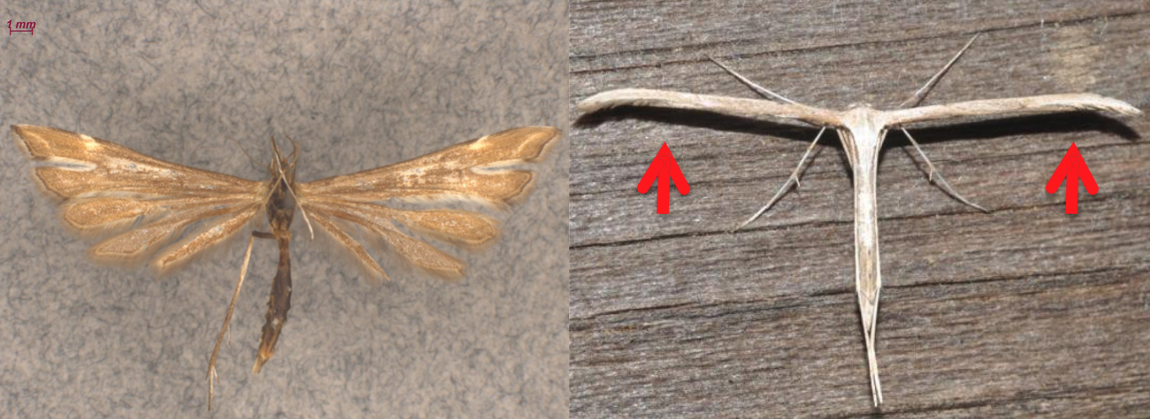 <ul><li><p>Wings held perpendicular to body at rest, giving<strong><em> T-shaped profile</em></strong></p></li><li><p>FW with 2 lobes; HW with 3 deep lobes, usually fringed, held beneath FW at rest</p></li><li><p>Legs long and slender, usually with projecting spines or spurs at joints</p></li><li><p>Slender, delicate moths</p></li><li><p>Usually gray or brown in color, some with more complex patterns</p></li></ul><p></p>