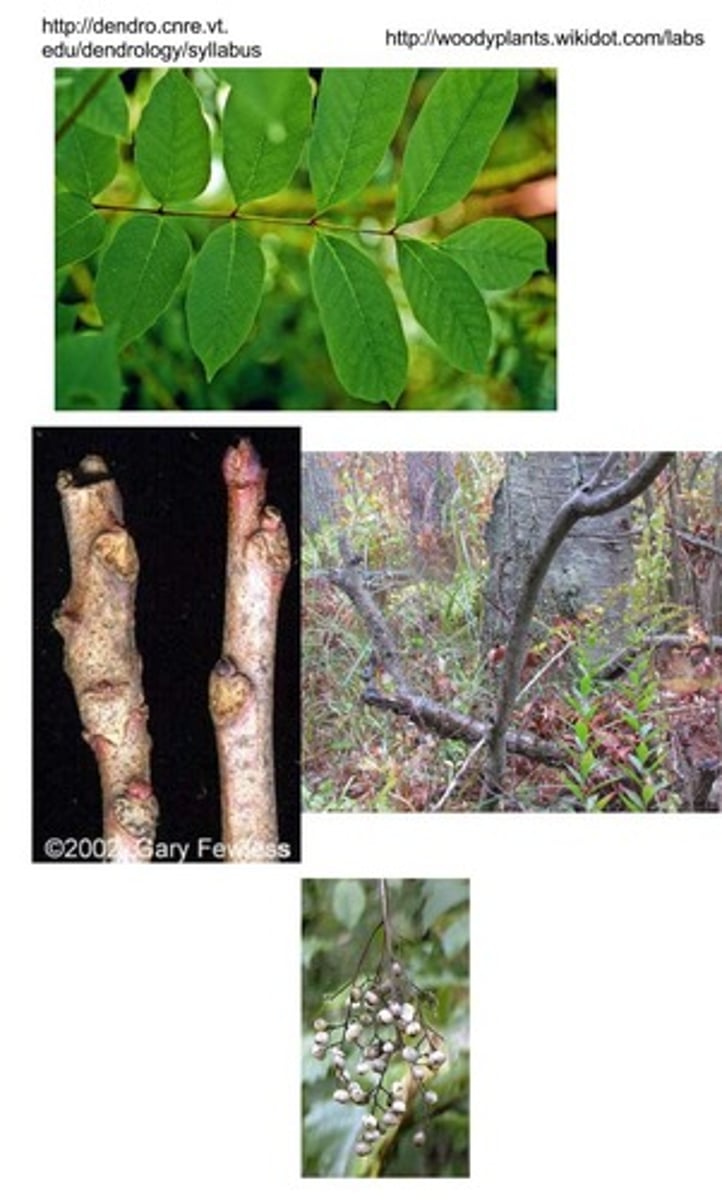 <p>poison sumac</p>