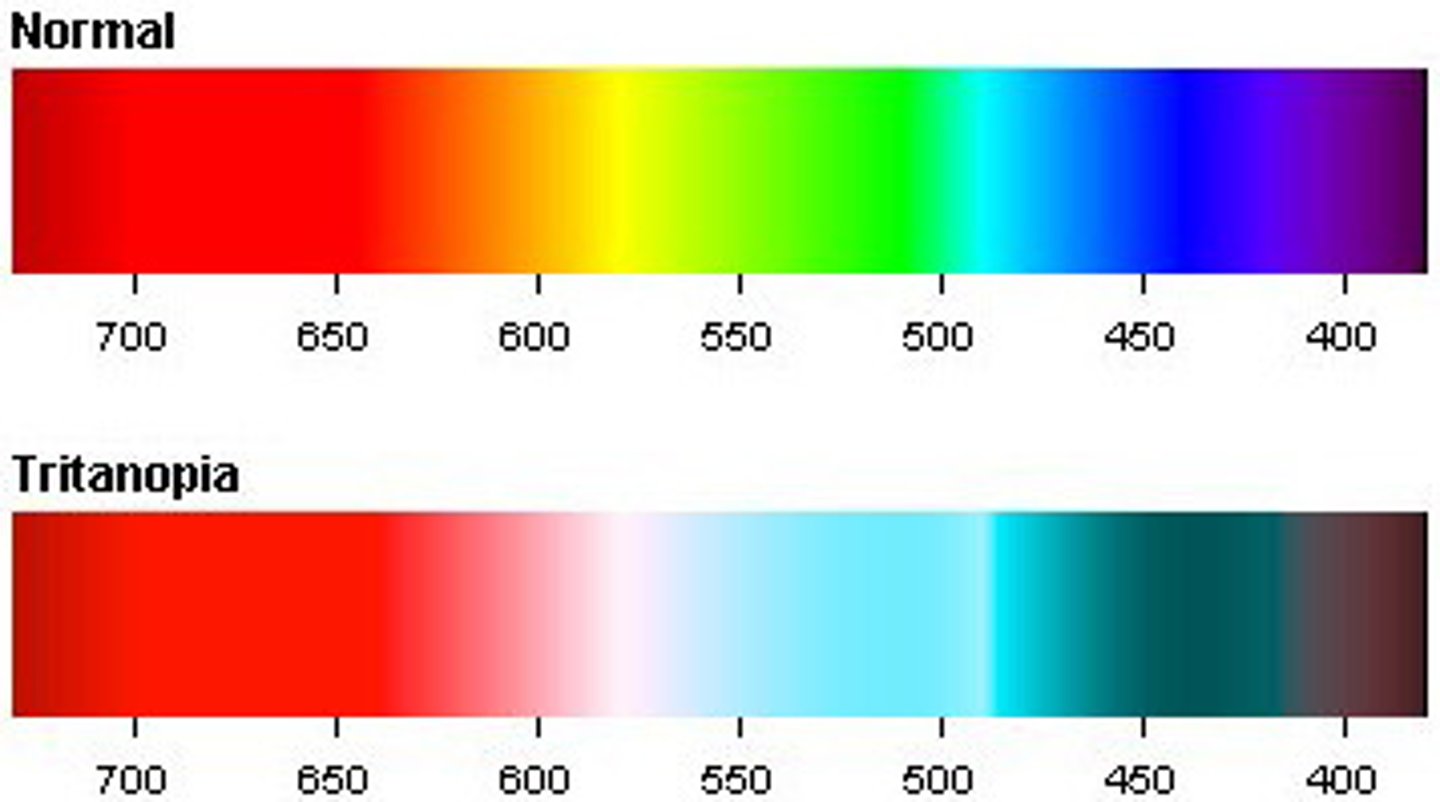 <p>Blue-weakness colorblindness</p>