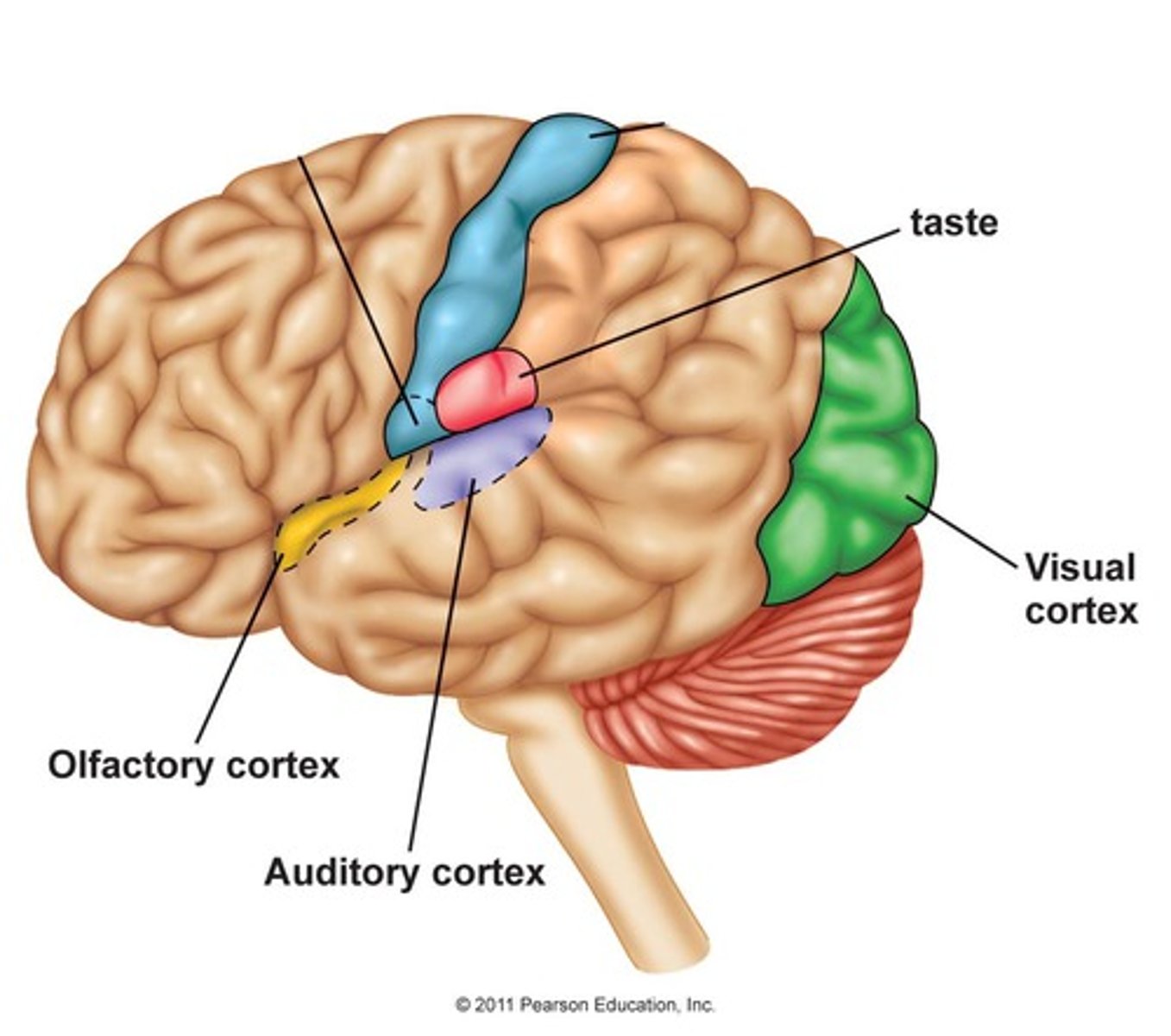 <p>interprets taste</p>