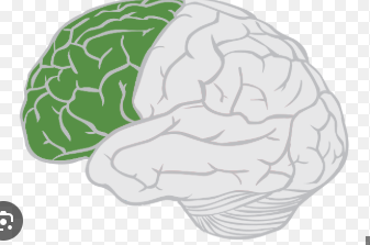 <p>Forward part of cerebral cortex responsible for motor function (movement), language, memory, and planning</p><ul><li><p>Oversee and organizes most other brain functions (a process called executive functioning)</p></li></ul><p></p>