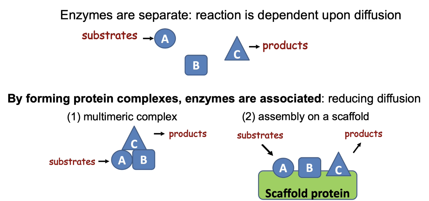 <ul><li><p class="">Brings enzymes in a pathway <strong>close together</strong></p></li><li><p class="">Reduces <strong>diffusion time</strong> between steps</p></li><li><p class="">Achieved by:</p><ul><li><p class="">(1) <strong>Protein-protein interaction domains = </strong>multimeric complex</p></li><li><p class="">(2) <strong>Scaffold proteins</strong> that bind multiple enzymes</p></li></ul></li><li><p class="">Enhances <strong>reaction rate</strong> and <strong>metabolic efficiency</strong></p></li></ul><p></p>